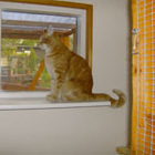 Aalestrup Kattepension's Katte